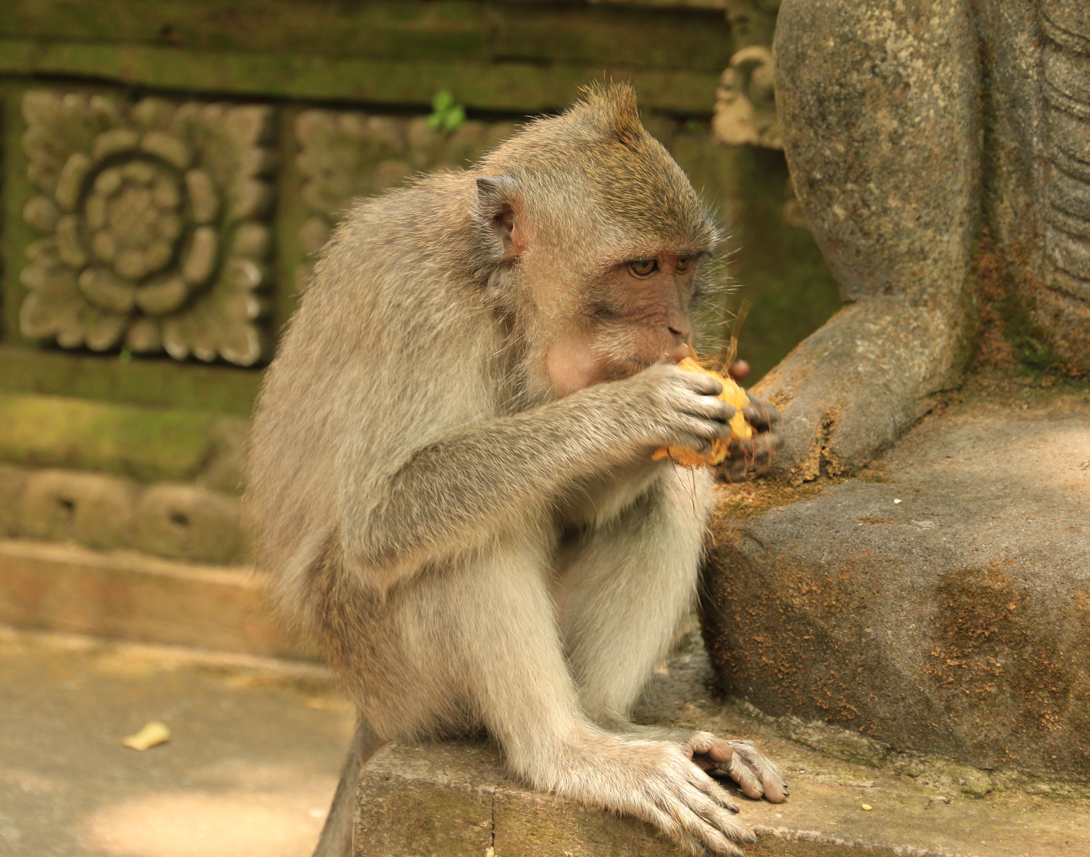 Ubud monkeys